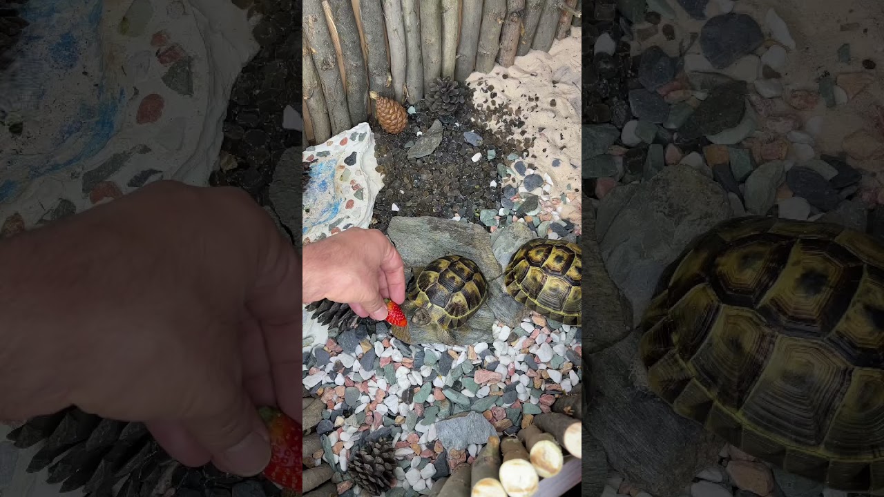 Turtle tortoise 🐢 Asmr eating strawberry 🍓 |ASMR ANIMALS