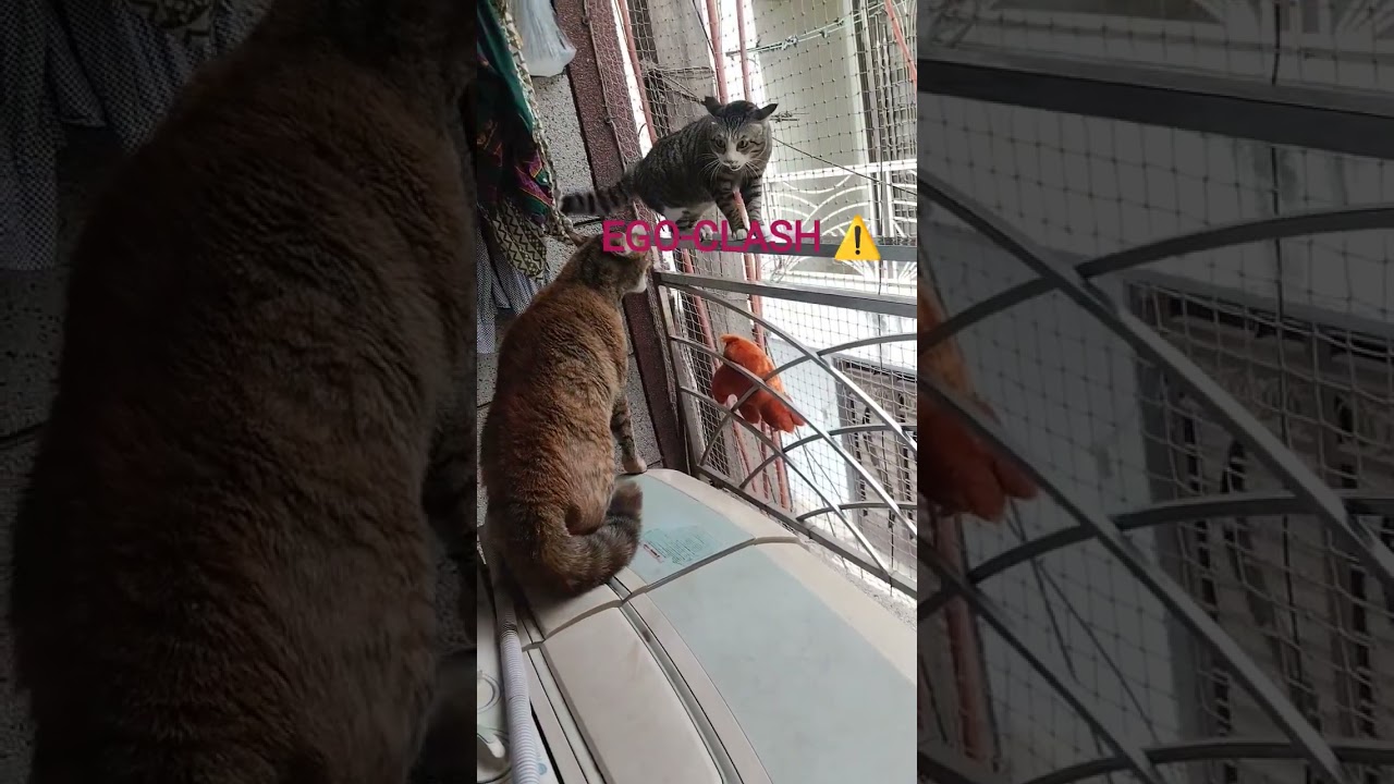 Paws vs Paws!Aur beech mein hum spectators 😺✨ 