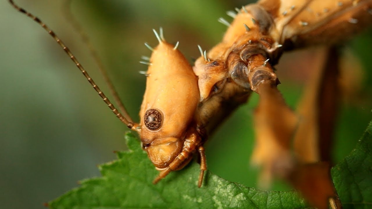 baby leaf insect nymphs, Phyllium philippinicum and Phyllium giganteum