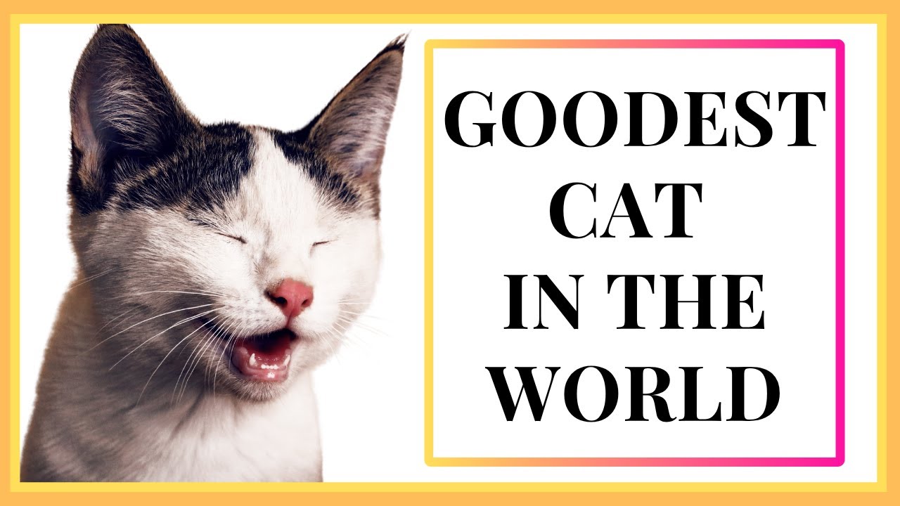 Happy Cat Affirmations | Improve Your Grouchy Cat’s Mood in 4 Hours