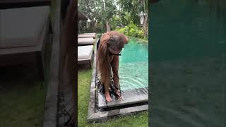 Lady’s Swimmable Pool Dress Gets Caught Causing POV To Laugh