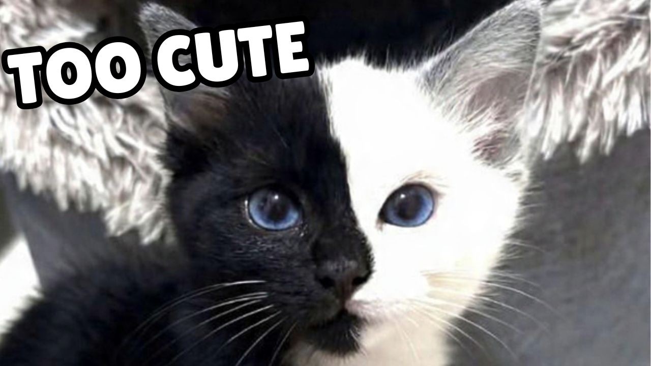 The funniest and cutest kittens | Video of adorable kittens and relaxing cat sounds 🐱🐱🐱
