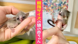 【超貴重】生後24時間のショウガラゴの赤ちゃん/ 24 hours old Bushbaby【ピザトルとサラミーの子供】