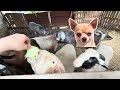 Şukkulibiklerle, hayvanları ziyaret ettik🐶🐑/ #keşfet #youtube #animals #funny #çocukvideoları #baby 