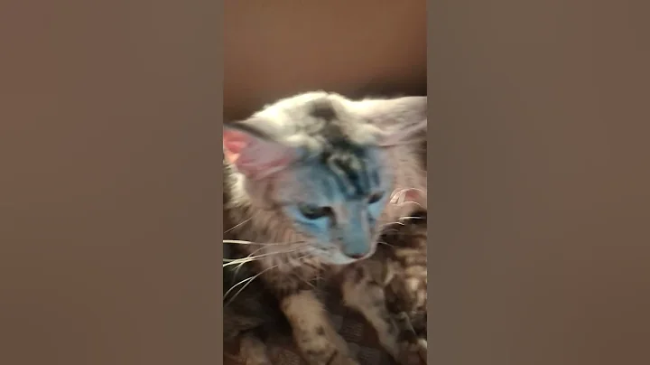 Watch the video about Baby born 😻🐈 #mainecoon #babypets #catlovers #kucing #animallovers #cats #shorts