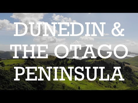 Dunedin & The Otago Peninsula, New Zealand | DIY Self-Drive Cruise Shore Excursion