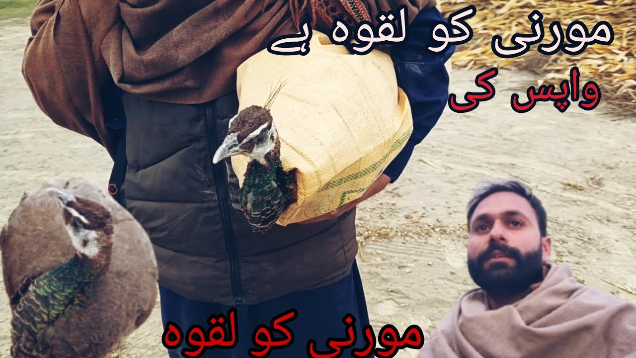 Mor Ko lakwa Hai|peacock diseases|peacock treatment|return to owner