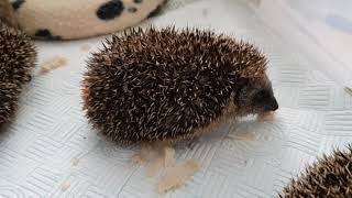 Five Orphan Hoglets Feeding. October 2021.