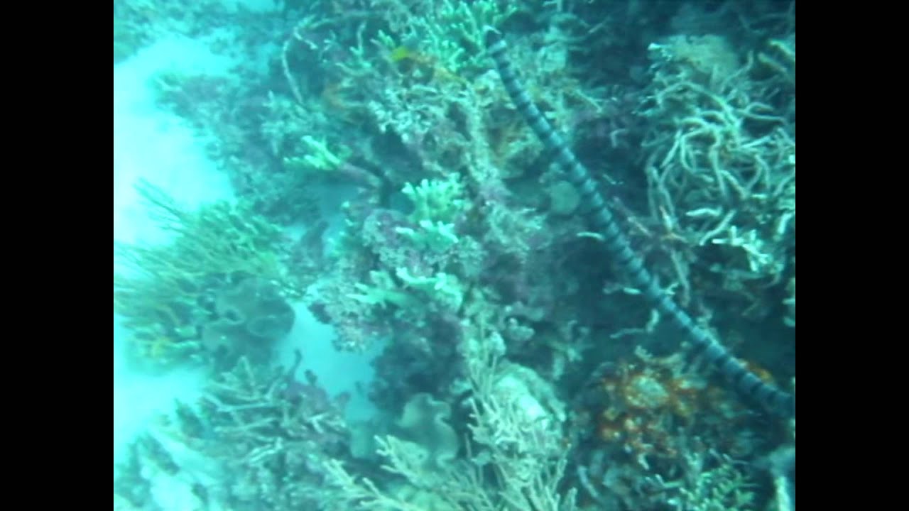 Banded Sea Krait,  Hoga Island Indonesia