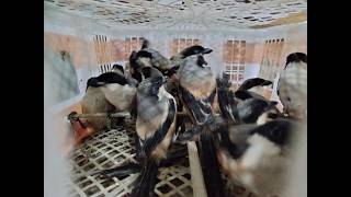 Malam hari bongkar burung cendet gondrong - kacer daput - srdc bali - anis macan - perjak - DLL FUL