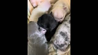2 week old Frenchies