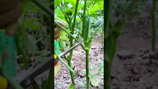 #AgriculturePlantingTechniques#CreatorCenter#CreativeInspiration #satisfying #creativesurvival