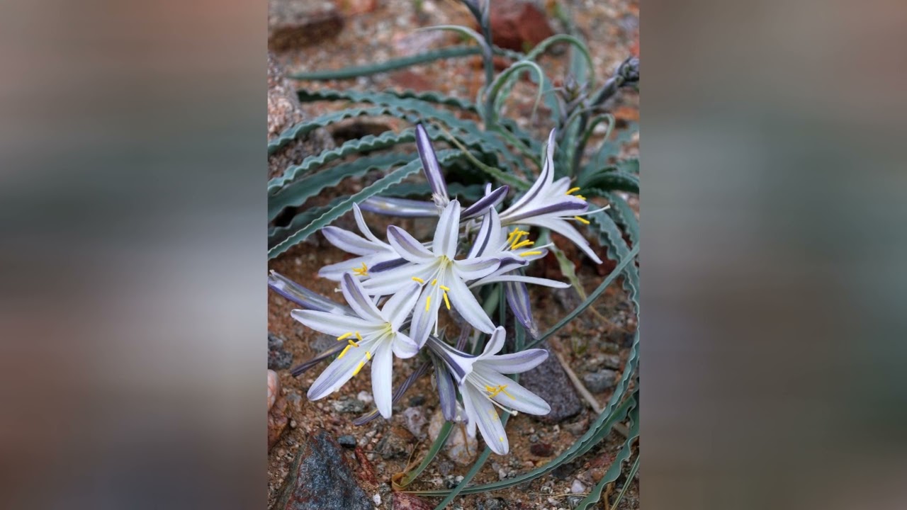 ГЕСПЕРОКАЛЛИС  (HESPEROCALLIS)  сем. Хостовые