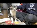 パパー！と呼び続けついにパパに会えたリキちゃん☆パパが好きすぎる猫・まったりごほうびタイム【リキちゃんねる・猫動画】Cat video　キジトラ白猫の居る暮らし
