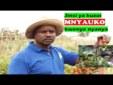 Video: Jinsi ya kuzuia mnyauko wa verticillium kwenye nyanya?