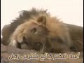 أسد ضخم يفترس رجل ويحولة إلى أشلاء 