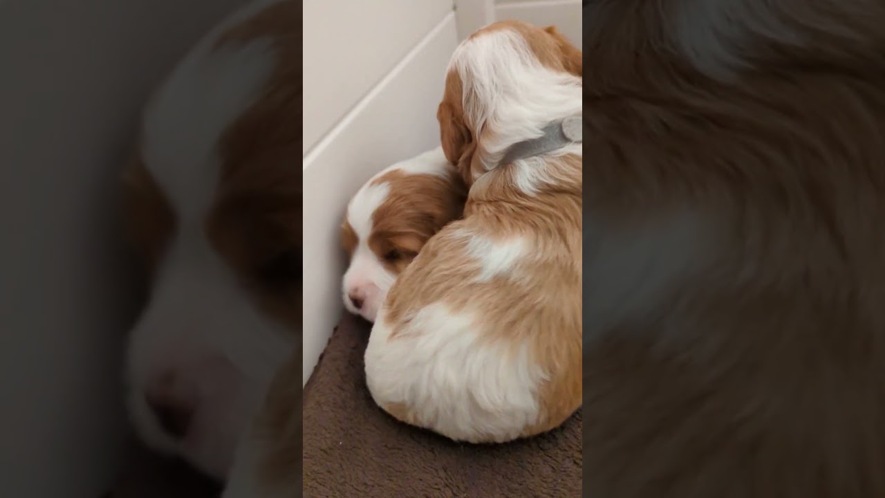 Cavapoodle puppies day 19, late afternoon play time. 