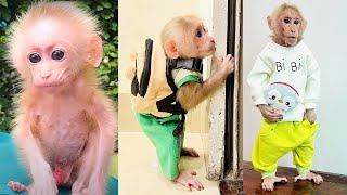 The amazing development process of monkey Bibi!
