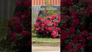 Happy Weekend to all of US, are you Ready for Mother's Day Idea for our Moms? ❤️ #flowers #shorts