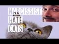 Forsen reacts to Narcissists Hate Cats + Can narcissists BE NICE to their pets? + Cat Allergies