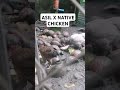 ASIL X NATIVE CHICKEN #satisfying #satisfyingvideos #chicken #chickenfarming