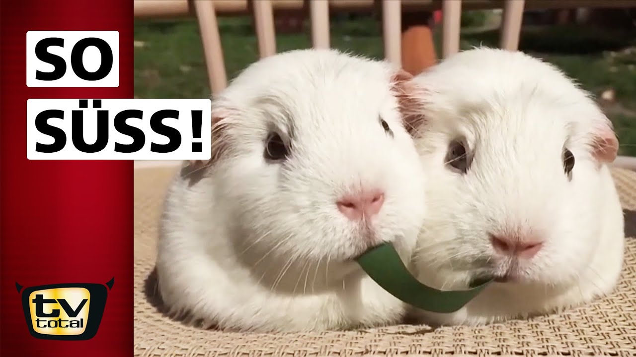 35 Jahre: Tiere suchen ein Zuhause | TV total