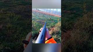 🦌 Фокус на близкой дистанции | Охота на оленя #deer #shot #hunting