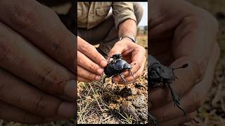 POV: Dung Beetle Camera Inside Secret Underground Factory 💩 Mind-Blowing Footage!