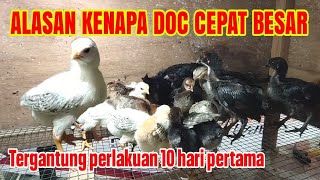 The Reason Doc Grows Quickly In The First 10 Days  How To Treat It