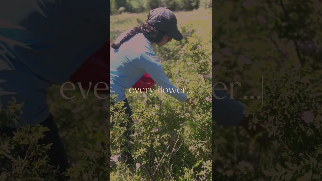 Artemisia Summer Harvest 2024