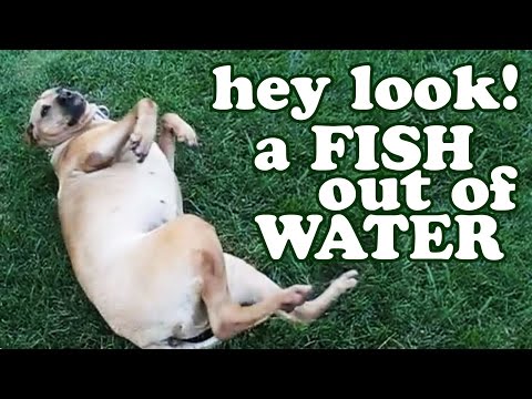 dog-doing-fish-out-of-water---funny-dogs-pictures-stupid-videos-hilarious-animals-dogscircle-jazevox