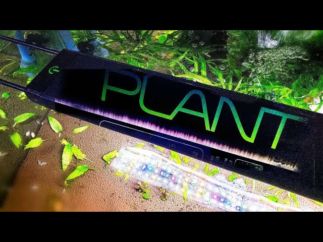 kinakål fisk Motley Ultimate Guide to the Fluval Plant 3.0 LED Aquarium Light - Part 2 -  Mastering Auto Mode - YouTube