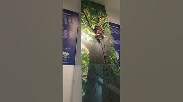 Robotics 🤖 Lizard 🦎 | which can climb just like reptile #Shorts #sciencecity #ahmedabad