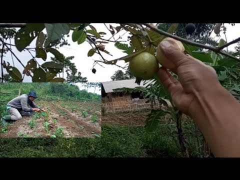 Video: Perennial Eustoma (53 Foto): Menanam Dan Merawat Di Ladang Terbuka, Menanam Bunga Kebun, Musim Luruh Musim Sejuk