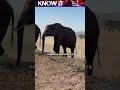 Can Elephants hold Grudges against Humans?