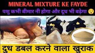 Benefits of mineral mixture for cattle |पशु का दूध कैसे बढ़ाये |mineral mixture ke fayde