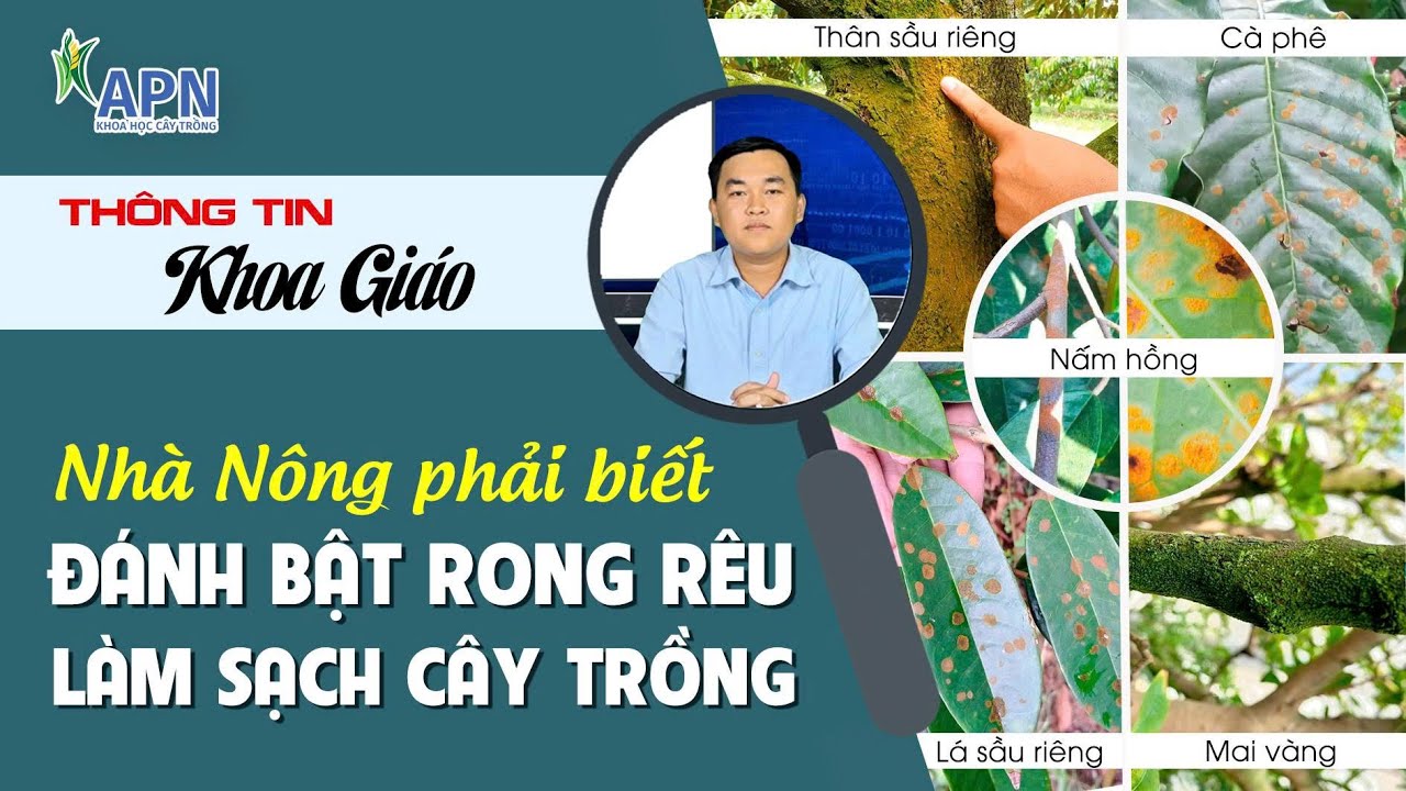APN - NHÀ NÔNG PHẢI BIẾT CÁCH TẨY RONG RÊU LÀM SẠCH CÂY TRỒNG