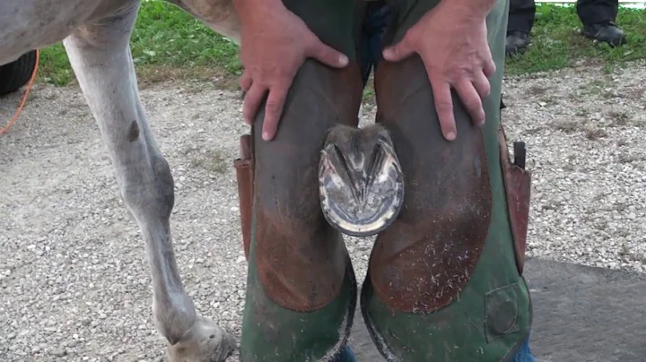 Basic Trimming with Bobby Menker, APF CJF
