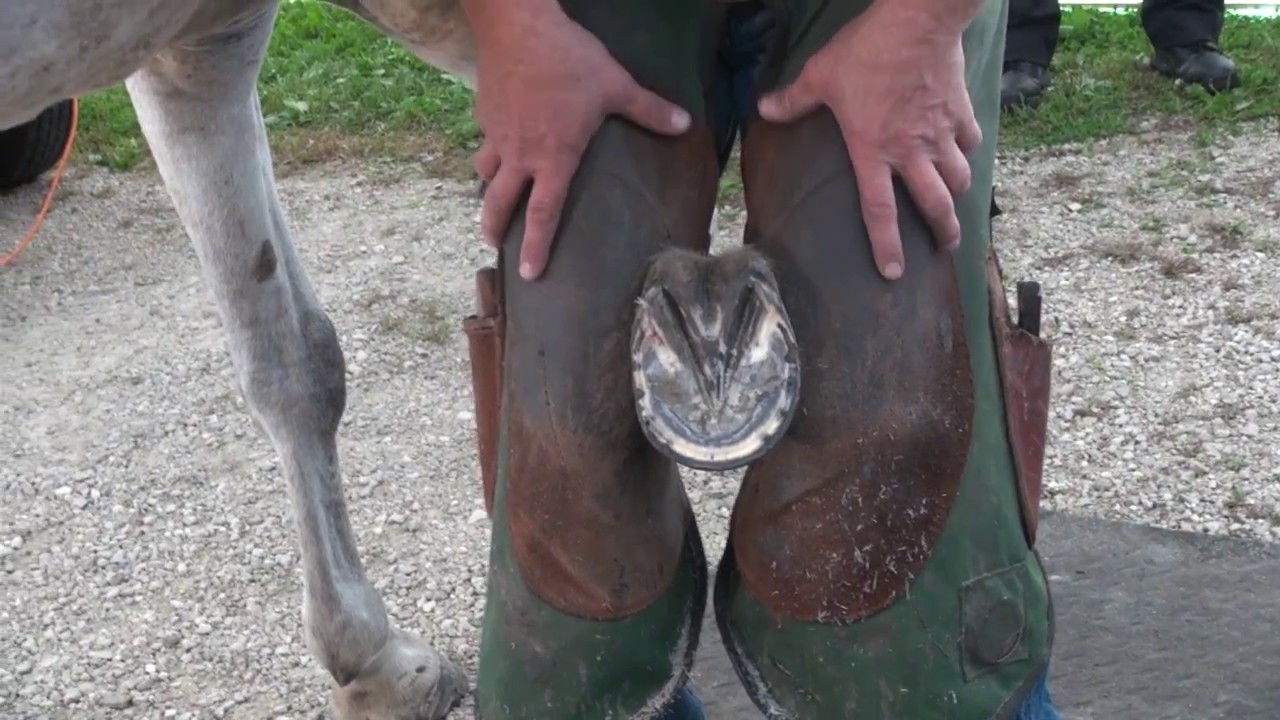 Базовая обрезка с Бобби Менкером, APF CJF