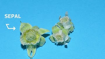 James Hutton Limited, The Raspberry Diaries, Ep 3