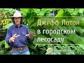 ДЖЕФФ ЛОТОН В ГОРОДСКОМ ЛЕСОСАДУ (США)