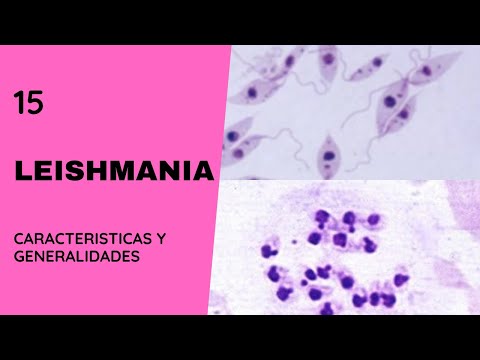 Leishmania 15 || Leishmaniasis || Flagelados || Parasitosis