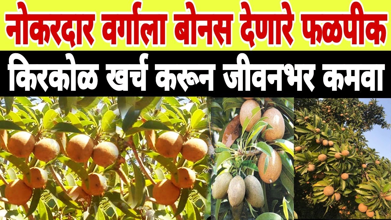 कालीपत्ती चिकू लागवड |कमी खर्च, कमी पाणी, कमी वेळ द्या तरीही भरघोस उत्पन्न घ्या आणि चांगले पैसे कमवा