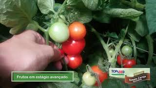 TOMATE CEREJA SAMAMBAIA - TOPSEED GARDEN