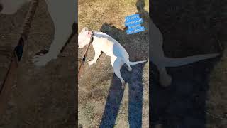 8 Month Old Female Apbt Building Confidence.