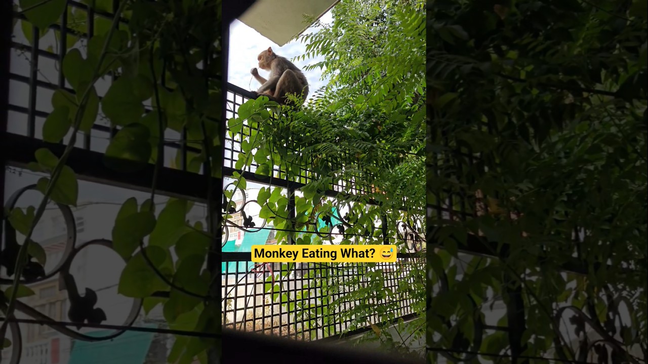 Funny Monkey Brushing Teeth 😂 | Cutest Morning Routine! 