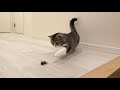 玄関でひっくり返ってたセミに本気で猫パンチしたら反撃されて大変なことに…