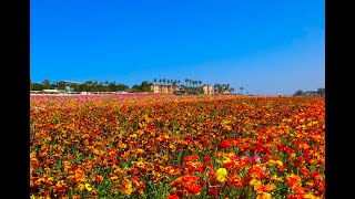 A must visit this spring of 2022. The Flower Fields Carlsbad,Ca