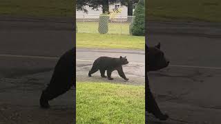 Curious Bear Visits Family's Home