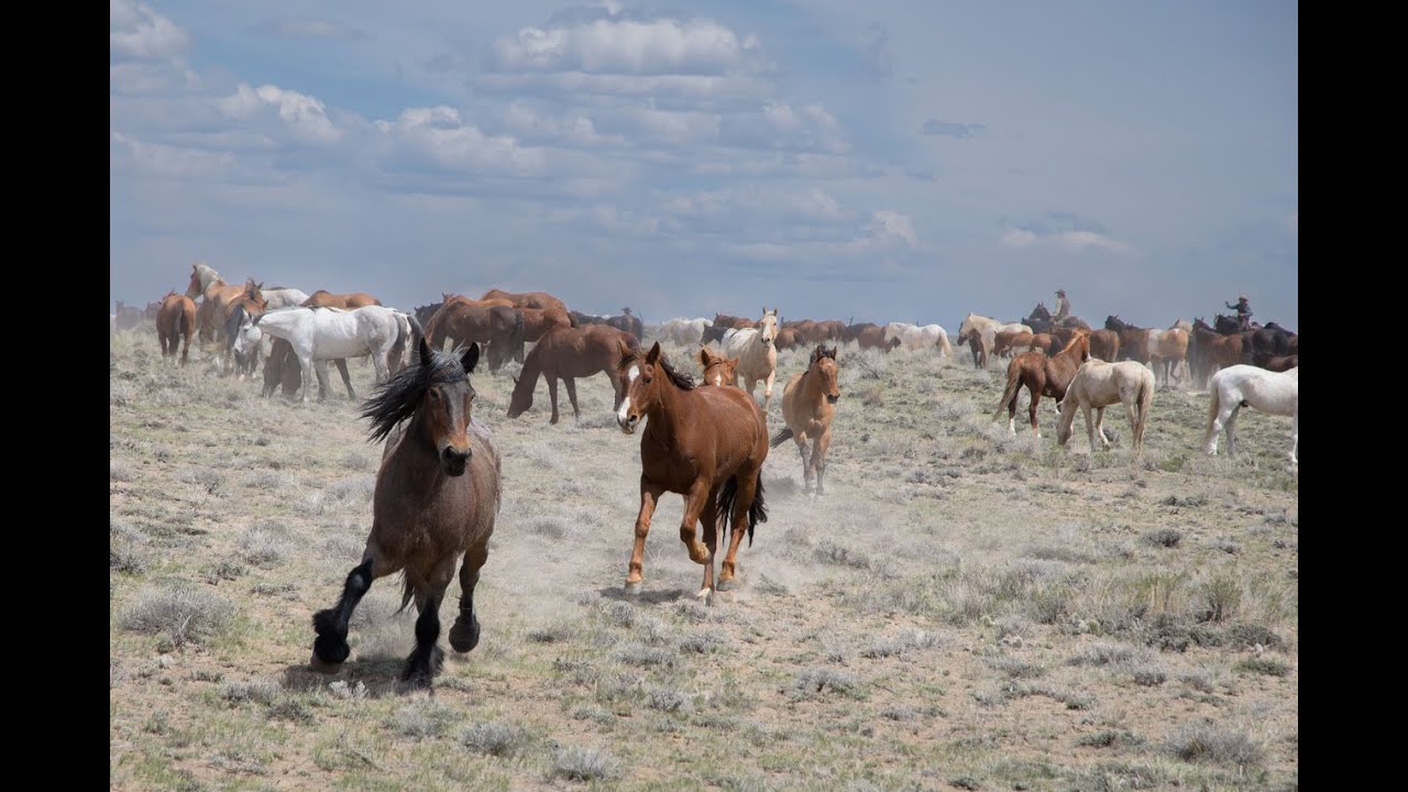 Epic horseback adventure -The Great American Horse Drive !